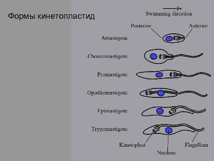 Формы кинетопластид 