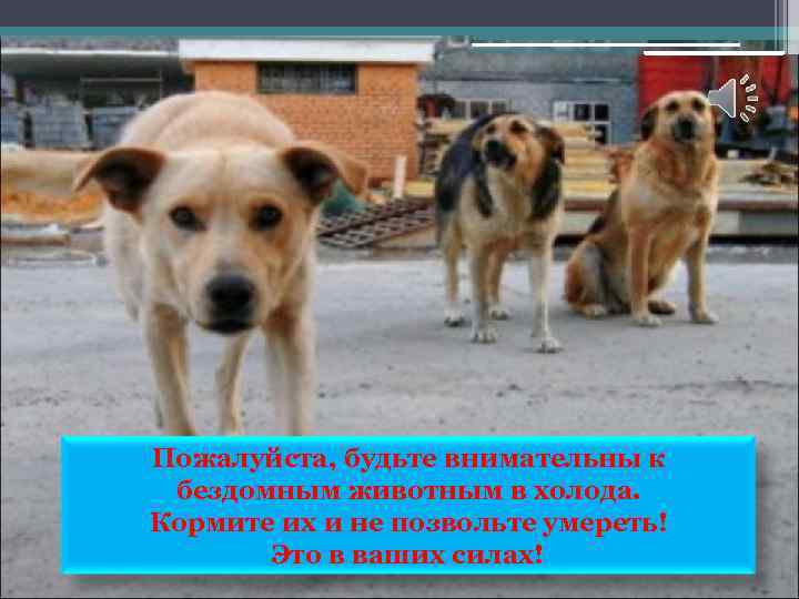 Пожалуйста, будьте внимательны к бездомным животным в холода. Кормите их и не позвольте умереть!
