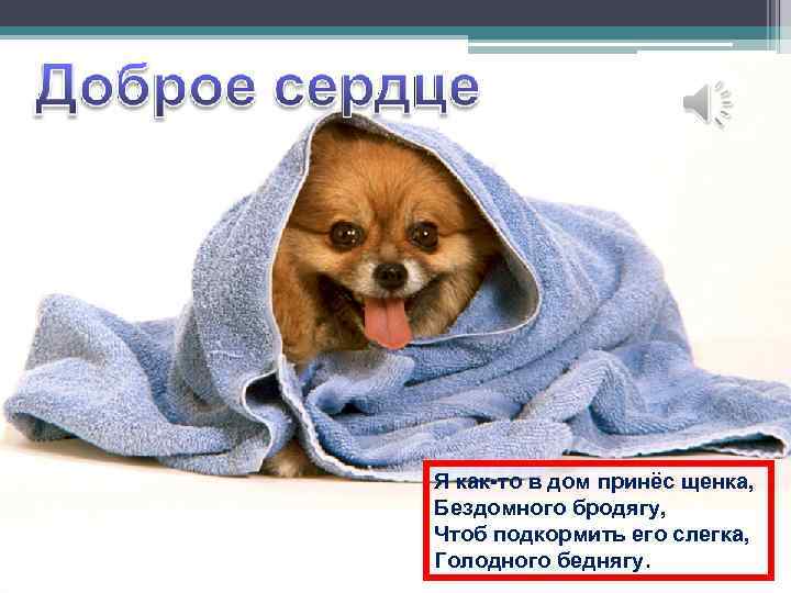 Я как-то в дом принёс щенка, Бездомного бродягу, Чтоб подкормить его слегка, Голодного беднягу.