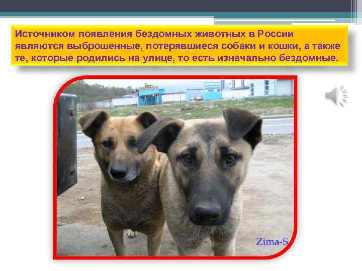 Источником появления бездомных животных в России являются выброшенные, потерявшиеся собаки и кошки, а также