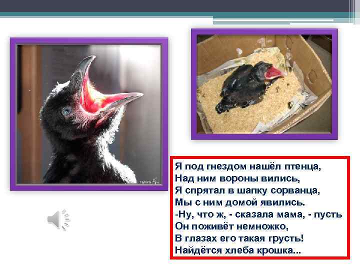 Я под гнездом нашёл птенца, Над ним вороны вились, Я спрятал в шапку сорванца,