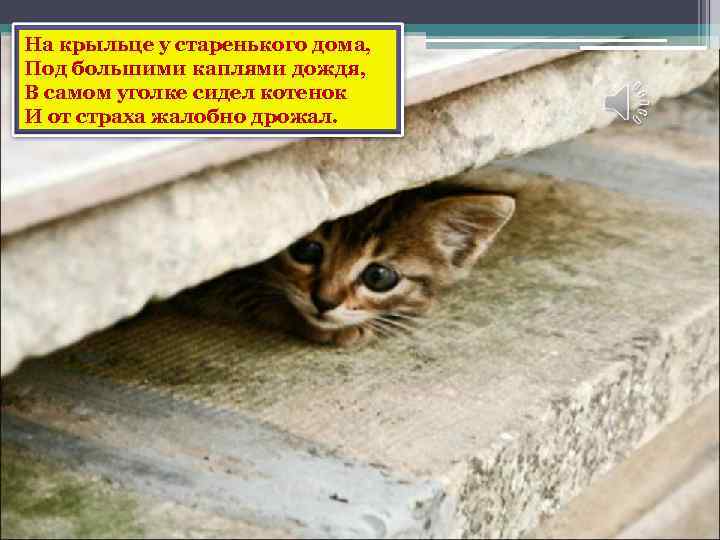 На крыльце у старенького дома, Под большими каплями дождя, В самом уголке сидел котенок