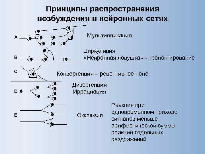 Принципы распространения возбуждения в нейронных сетях Мультипликация Циркуляция «Нейронная ловушка» - пролонгирование Конвергенция –