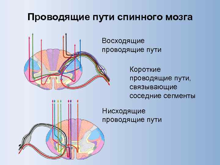 Проводящие пути презентация