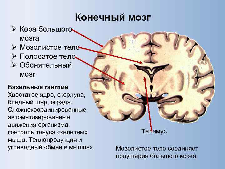 Конечный мозг Ø Кора большого мозга Ø Мозолистое тело Ø Полосатое тело Ø Обонятельный