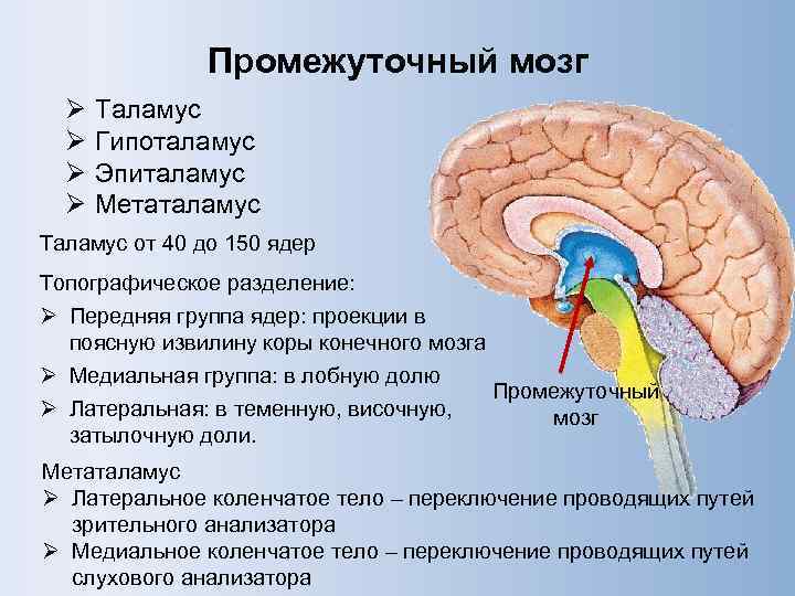 Серое вещество спинного мозга картинка