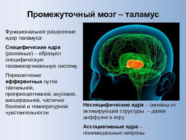 Промежуточный мозг – таламус Функциональное разделение ядер таламуса: Специфические ядра (релейные) – образуют специфическую