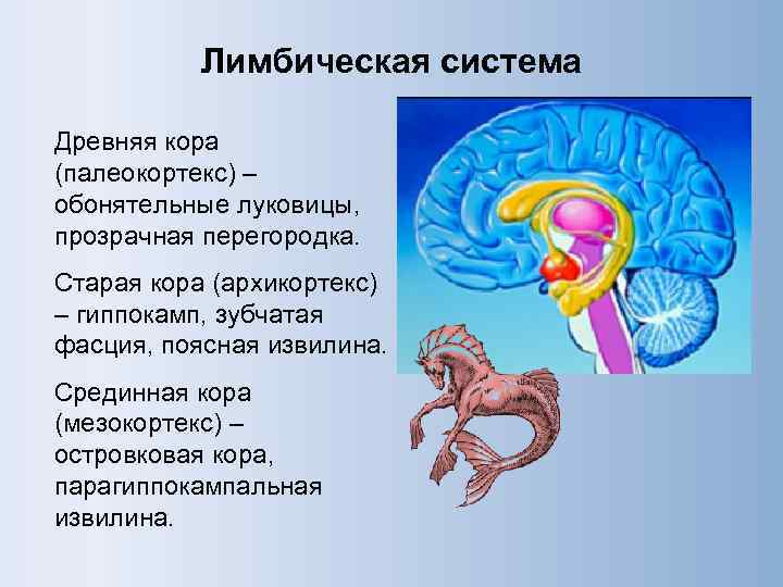 Лимбическая система Древняя кора (палеокортекс) – обонятельные луковицы, прозрачная перегородка. Старая кора (архикортекс) –