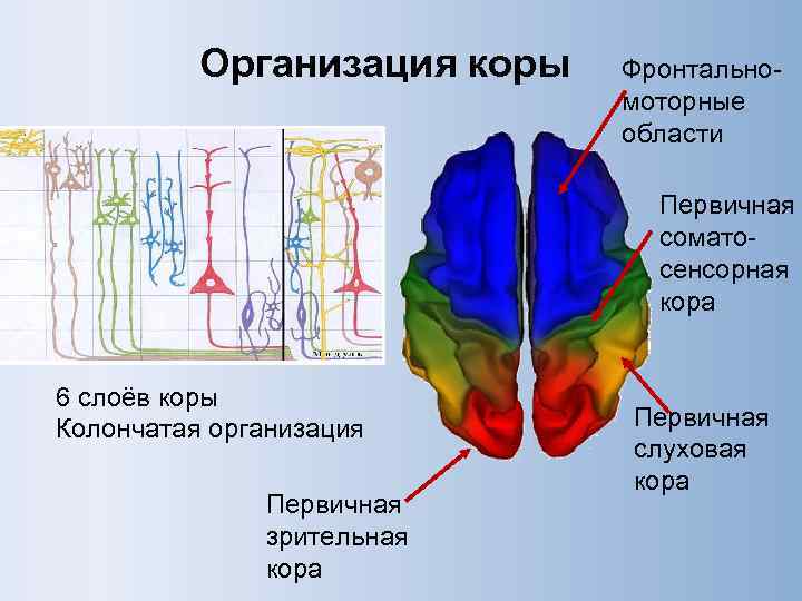 Организация коры Фронтальномоторные области Первичная соматосенсорная кора 6 слоёв коры Колончатая организация Первичная зрительная