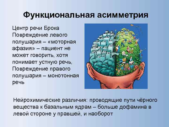 Функциональная асимметрия Центр речи Брока Повреждение левого полушария – «моторная афазия» – пациент не