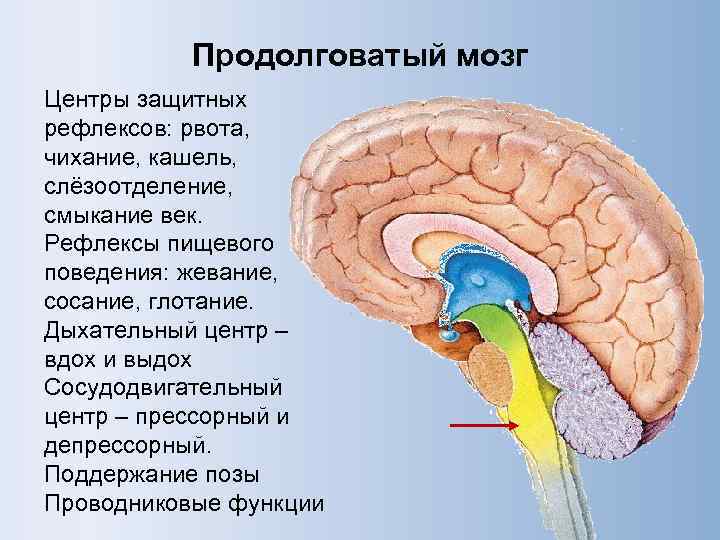 Продолговатый мозг Центры защитных рефлексов: рвота, чихание, кашель, слёзоотделение, смыкание век. Рефлексы пищевого поведения: