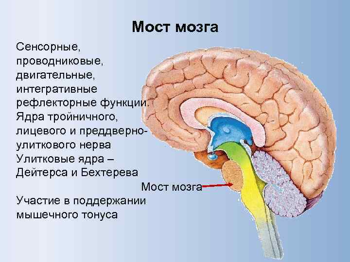 Мост мозга Сенсорные, проводниковые, двигательные, интегративные рефлекторные функции. Ядра тройничного, лицевого и преддверно- улиткового