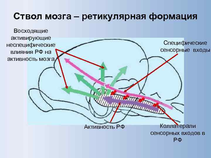 Ствол мозга – ретикулярная формация Восходящие активирующие неспецифические влияния РФ на активность мозга Специфические