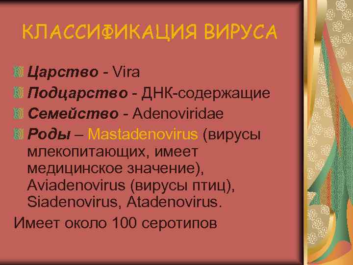 КЛАССИФИКАЦИЯ ВИРУСА Царство - Vira Подцарство - ДНК-содержащие Семейство - Adenoviridae Роды – Mastadenovirus