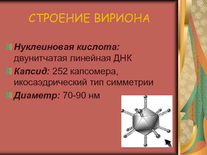 СТРОЕНИЕ ВИРИОНА Нуклеиновая кислота: двунитчатая линейная ДНК Капсид: 252 капсомера, икосаэдрический тип симметрии Диаметр: