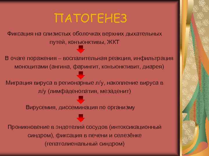 ПАТОГЕНЕЗ Фиксация на слизистых оболочках верхних дыхательных путей, конъюнктивы, ЖКТ В очаге поражения –