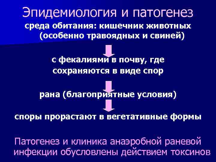 Эпидемиология и патогенез среда обитания: кишечник животных (особенно травоядных и свиней) с фекалиями в