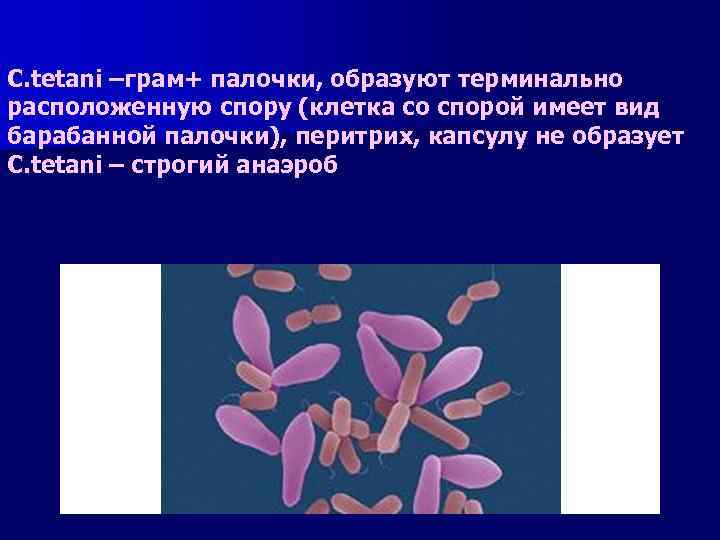 С. tetani –грам+ палочки, образуют терминально расположенную спору (клетка со спорой имеет вид барабанной