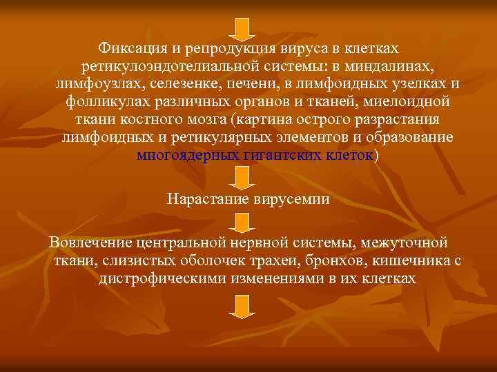 Фиксация и репродукция вируса в клетках ретикулоэндотелиальной системы: в миндалинах, лимфоузлах, селезенке, печени, в