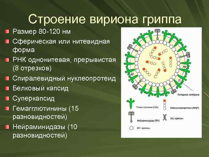 Строение вириона гриппа Размер 80 -120 нм Сферическая или нитевидная форма РНК однонитевая, прерывистая