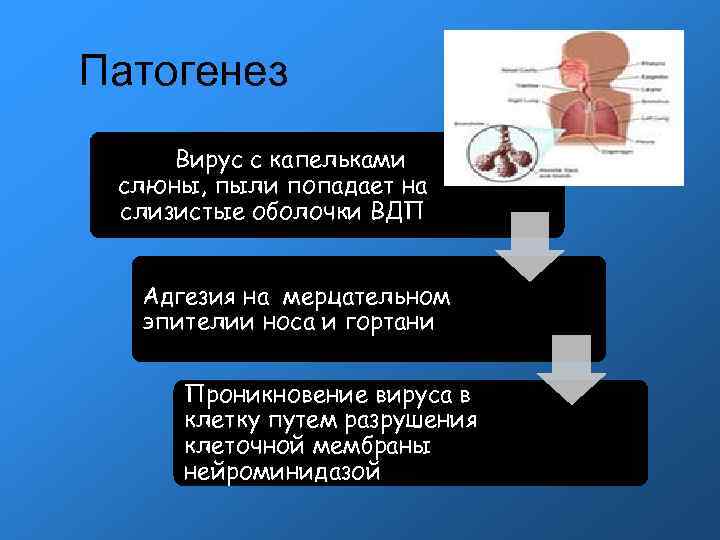 Патогенез Вирус с капельками слюны, пыли попадает на слизистые оболочки ВДП Адгезия на мерцательном