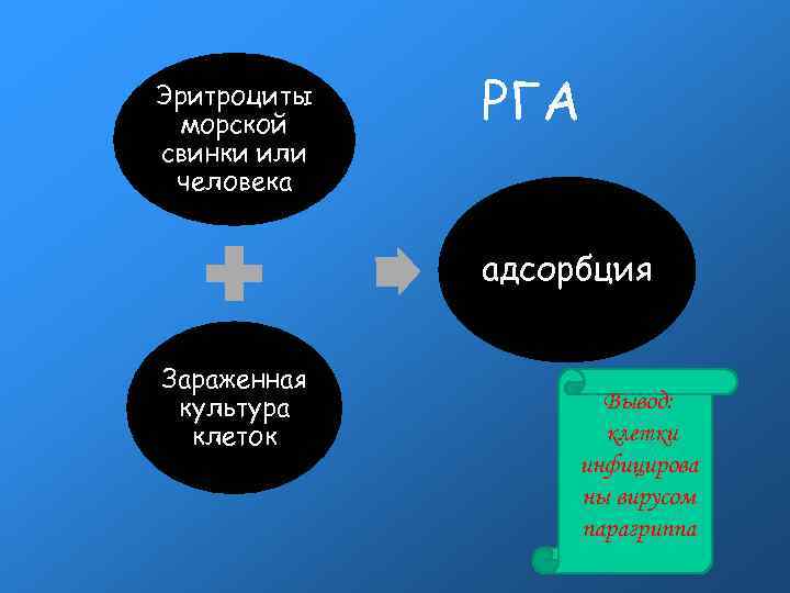 Эритроциты морской свинки или человека РГА адсорбция Зараженная культура клеток Вывод: клетки инфицирова ны