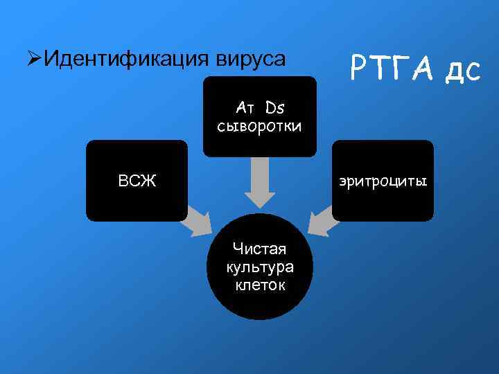  Идентификация вируса РТГА дс Ат Ds сыворотки эритроциты ВСЖ Чистая культура клеток 