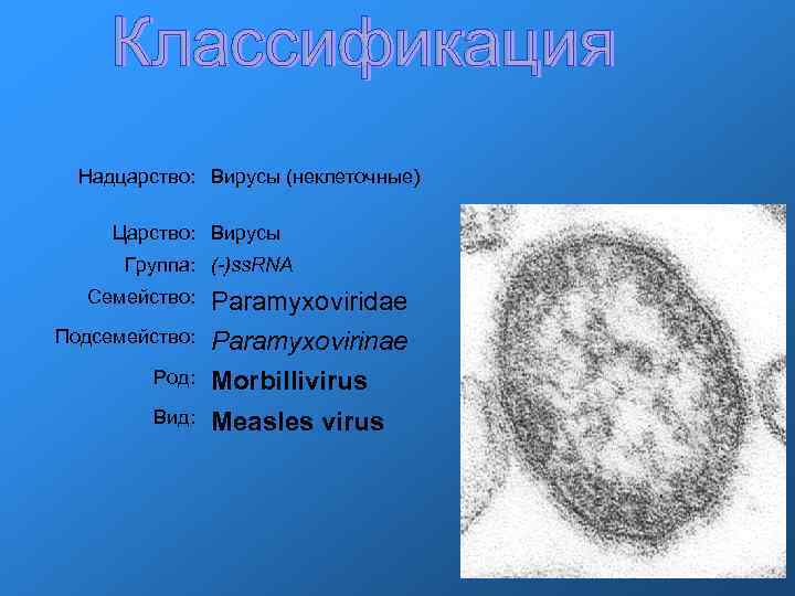Надцарство: Вирусы (неклеточные) Царство: Вирусы Группа: (-)ss. RNA Семейство: Paramyxoviridae Подсемейство: Paramyxovirinae Род: Morbillivirus