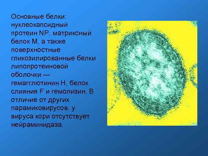 Основные белки: нуклеокапсидный протеин NP, матриксный белок M, а также поверхностные гликозилированные белки липопротеиновой