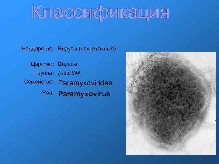Надцарство: Вирусы (неклеточные) Царство: Вирусы Группа: (-)ss. RNA Семейство: Род: Paramyxoviridae Paramyxovirus 