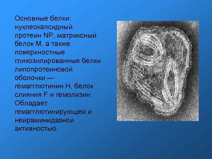 Основные белки: нуклеокапсидный протеин NP, матриксный белок M, а также поверхностные гликозилированные белки липопротеиновой