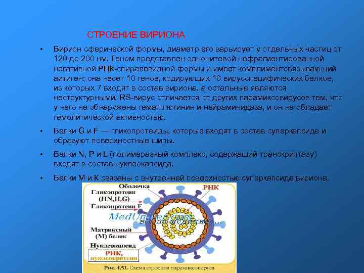  СТРОЕНИЕ ВИРИОНА • Вирион сферической формы, диаметр его варьирует у отдельных частиц от