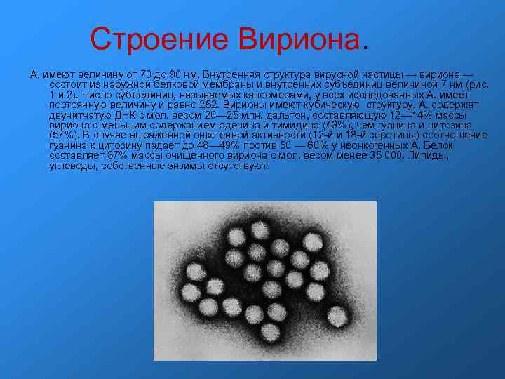 Строение Вириона. А. имеют величину от 70 до 90 нм. Внутренняя структура вирусной частицы