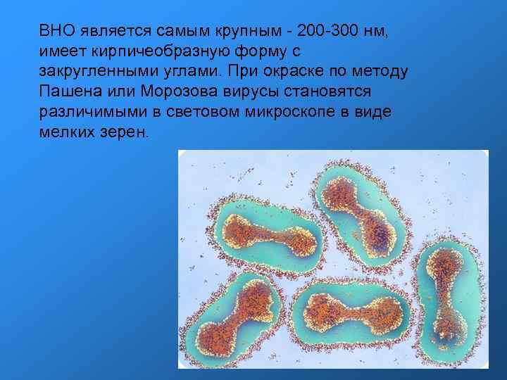 ВНО является самым крупным - 200 -300 нм, имеет кирпичеобразную форму с закругленными углами.