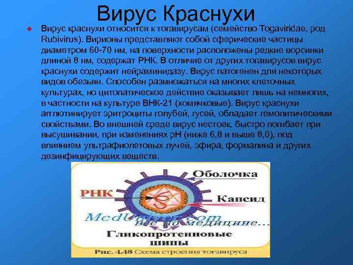 Вирус Краснухи Вирус краснухи относится к тогавирусам (семейство Togaviridae, род Rubivirus). Вирионы представляют