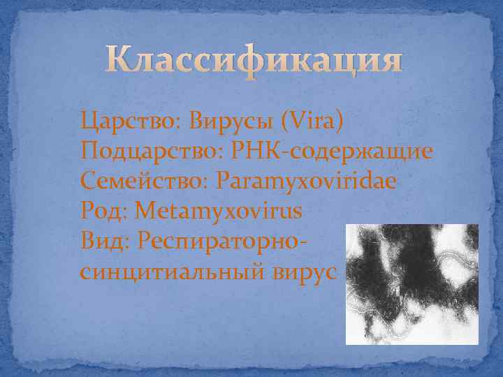 Классификация Царство: Вирусы (Vira) Подцарство: РНК-содержащие Семейство: Paramyxoviridae Род: Metamyxovirus Вид: Респираторносинцитиальный вирус 