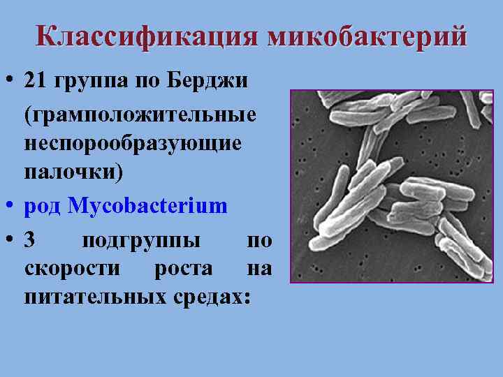 Классификация микобактерий • 21 группа по Берджи (грамположительные неспорообразующие палочки) • род Mycobacterium •