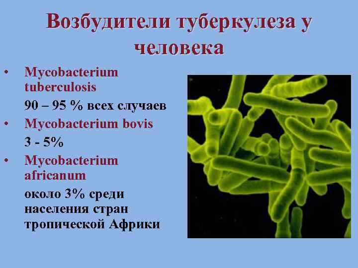 Возбудители туберкулеза у человека • • • Mycobacterium tuberculosis 90 – 95 % всех