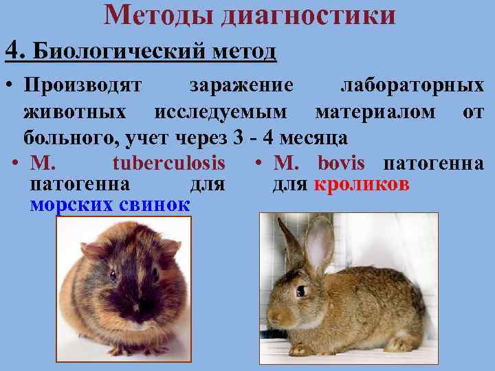 Методы диагностики 4. Биологический метод • Производят заражение лабораторных животных исследуемым материалом от больного,