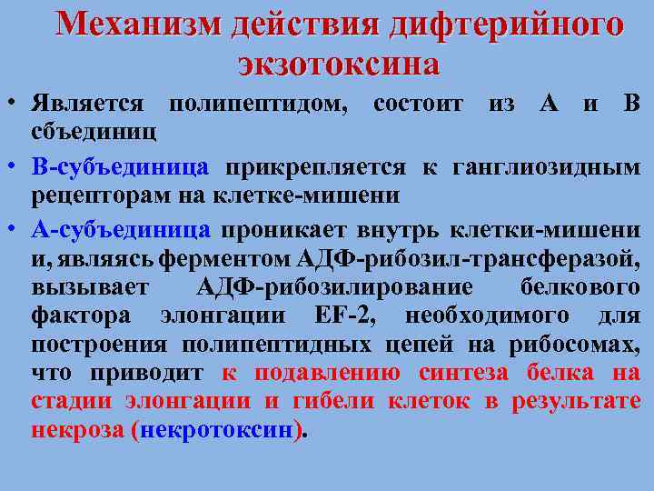 Механизм действия дифтерийного экзотоксина • Является полипептидом, состоит из А и В сбъединиц •