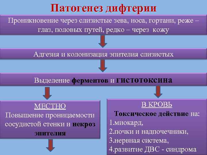 Патогенез дифтерии Проникновение через слизистые зева, носа, гортани, реже – глаз, половых путей, редко