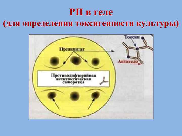 РП в геле (для определения токсигенности культуры) 