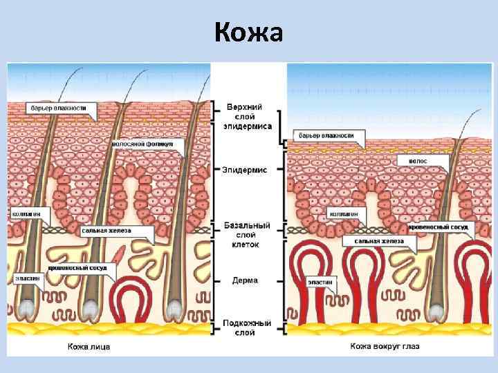 Кожа 