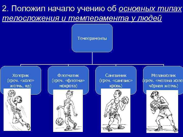 2. Положил начало учению об основных типах телосложения и темперамента у людей Темпераменты Холерик