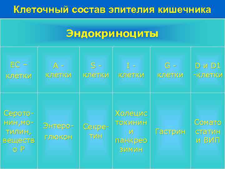 Клеточный состав эпителия кишечника Эндокриноциты EC – клетки Серотонин, мотилин, веществ о. Р Aклетки