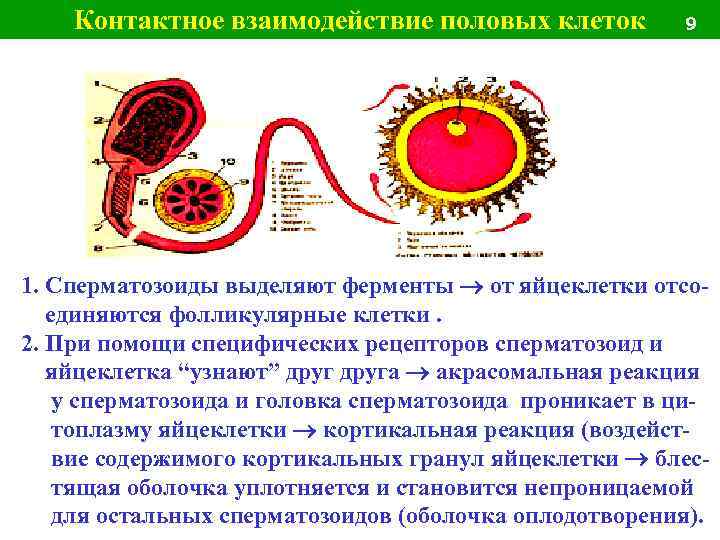Контактное взаимодействие половых клеток 9 1. Сперматозоиды выделяют ферменты от яйцеклетки отсоединяются фолликулярные клетки.