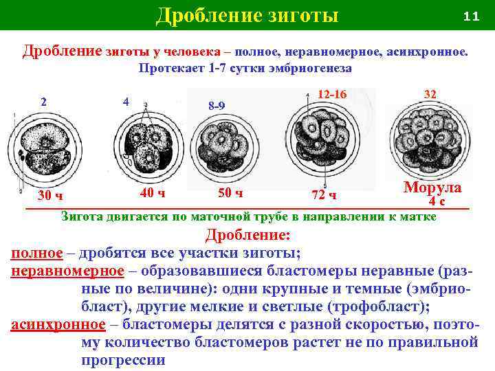 Стигмы дизэмбриогенеза презентация