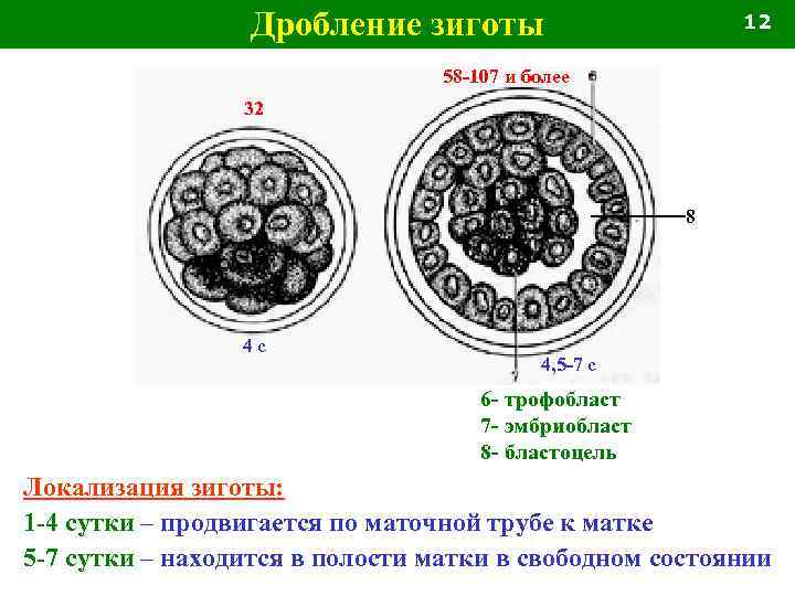 Дробление зиготы 12 58 -107 и более 32 8 4 с 4, 5 -7