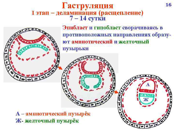 Гаструляция 16 I этап – деламинация (расщепление) 7 – 14 сутки Эпибласт и гипобласт