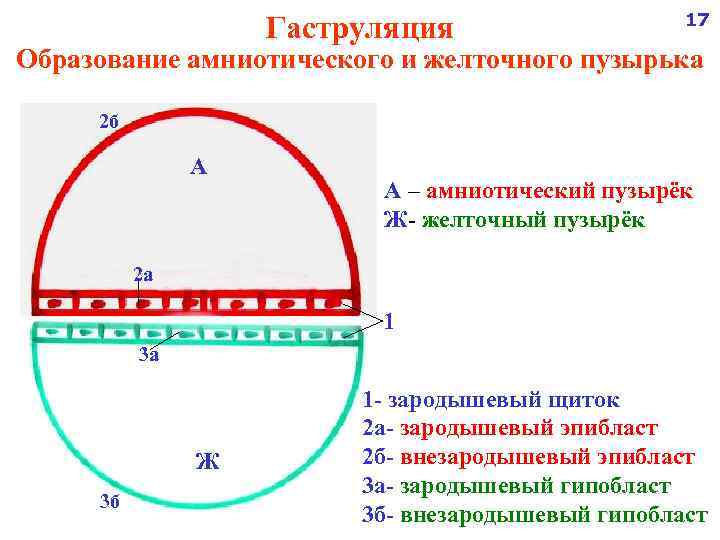 Гаструляция 17 Образование амниотического и желточного пузырька 2 б А А – амниотический пузырёк